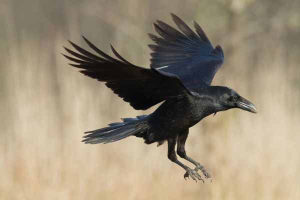Crow Management