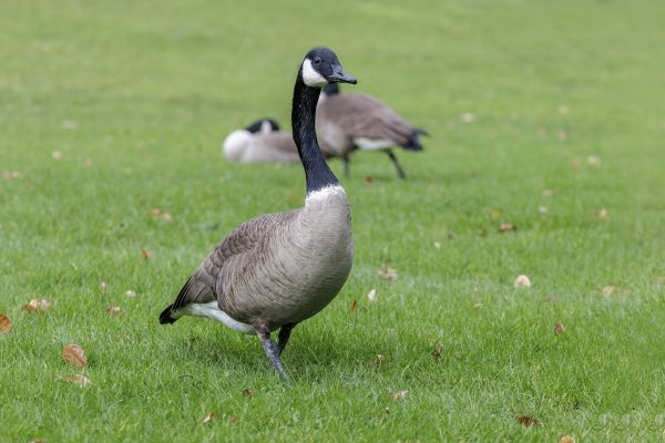 Geese Control