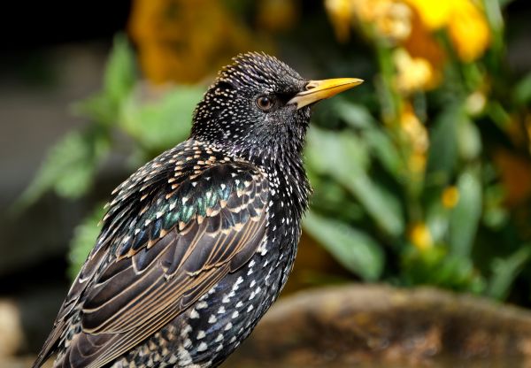 Starling Control