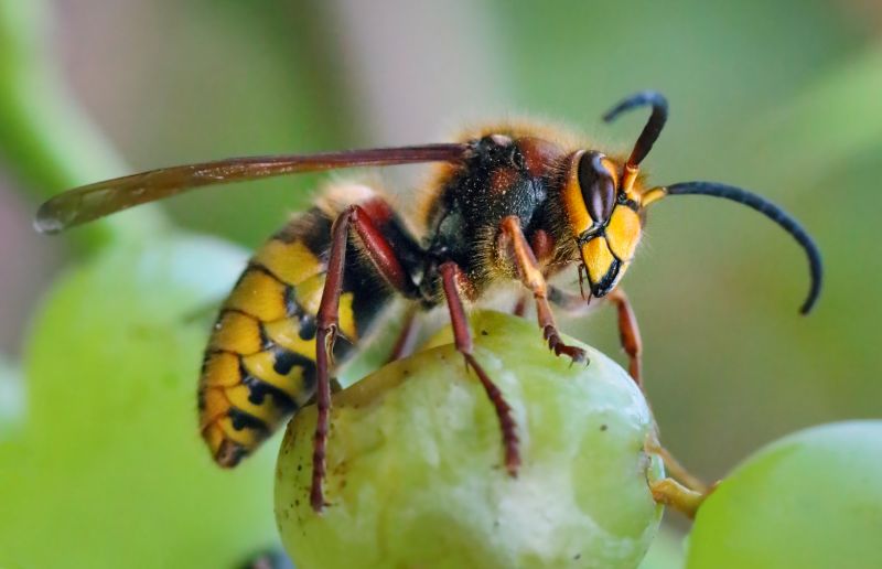 Baldfaced Hornet Removal