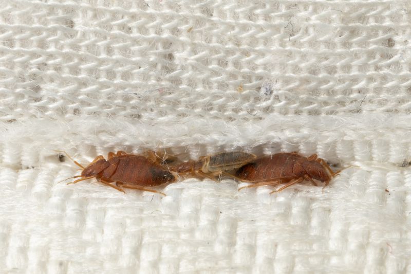 Bed Bug Removal