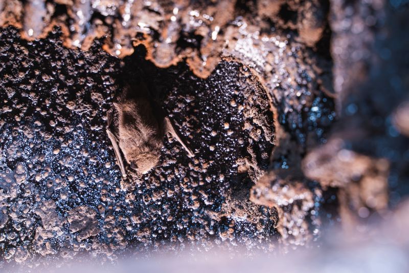 Chimney Birds Removal