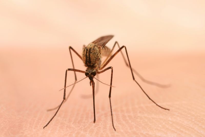 Fly And Mosquito Prevention Tips For Properties