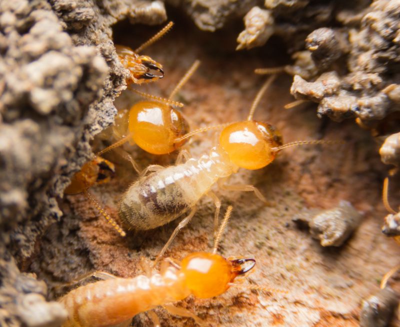 Termites