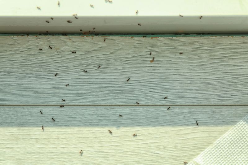 Seasonal Ant Activity And When To Schedule Pest Control Service