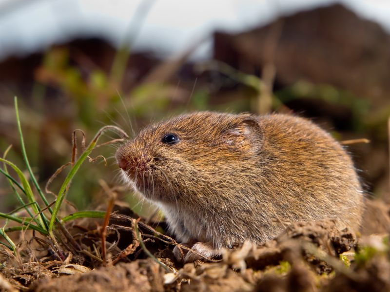 Voles Extermination