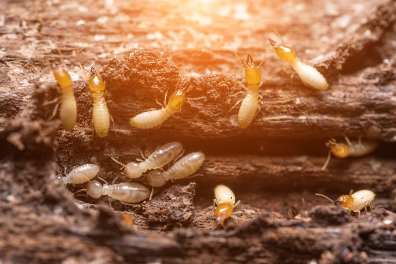 Winged Termite Extermination