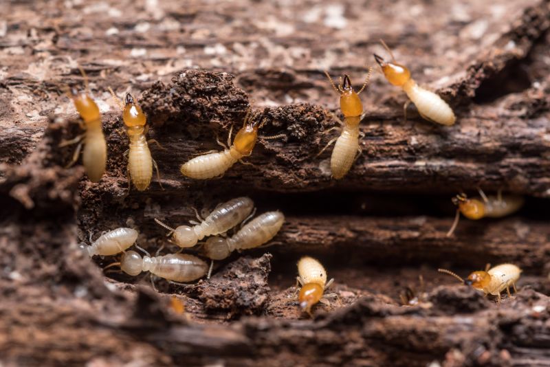 Winged Termite Extermination