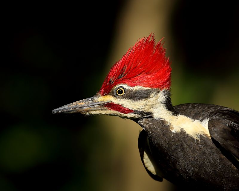 Woodpecker Control Service